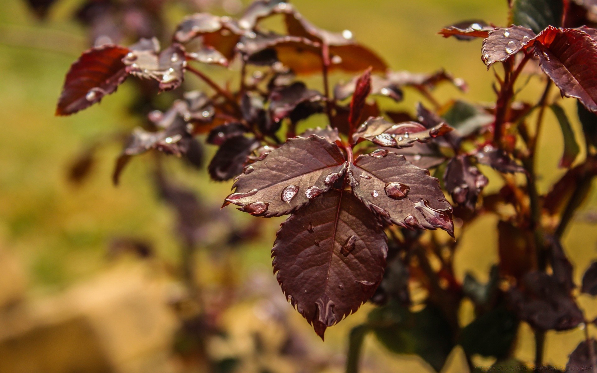 macro leaf nature fall outdoors flora tree color season flower garden wood light branch summer park bright