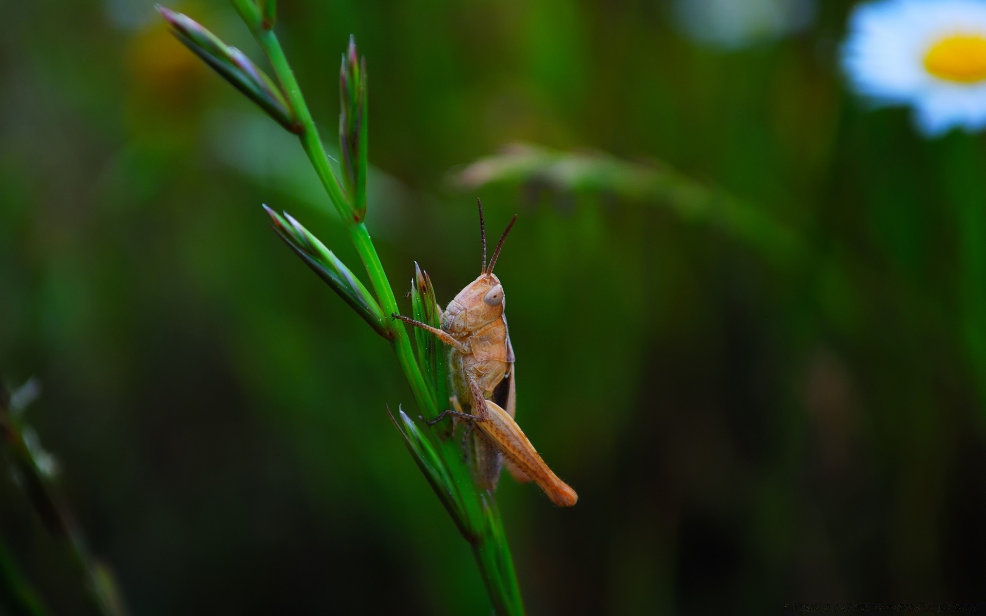 makroaufnahme insekt blatt tierwelt natur wirbellose tier im freien unschärfe flora medium heuschrecke wenig gras biologie garten sommer wild