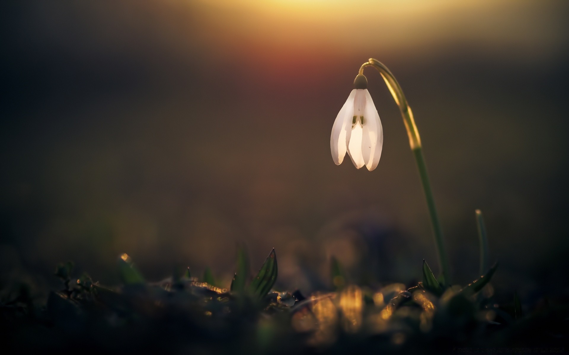 makroaufnahme dämmerung natur unschärfe blume licht sonnenuntergang im freien sonne gras himmel gutes wetter landschaft