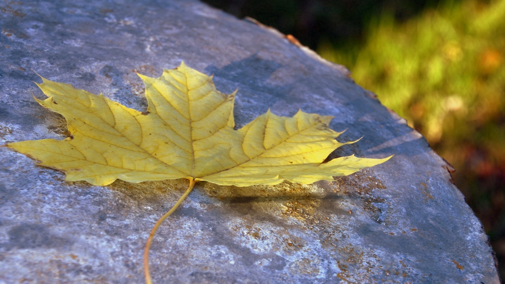 leaves fall leaf nature maple outdoors flora season tree water wood park color beautiful desktop light environment bright