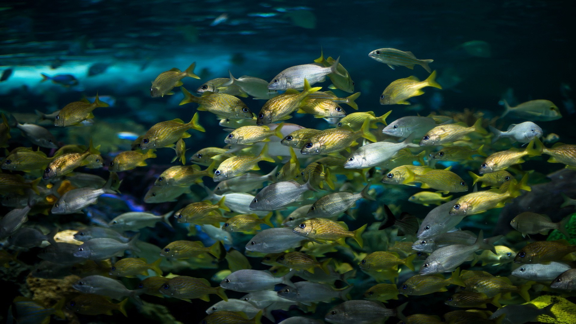 zwierzęta podwodne ryby woda morze ocean rafa koralowa tropikalna natura pływanie akwarium morskie wodny ekosystem środowisko szkoła przyrody skuba