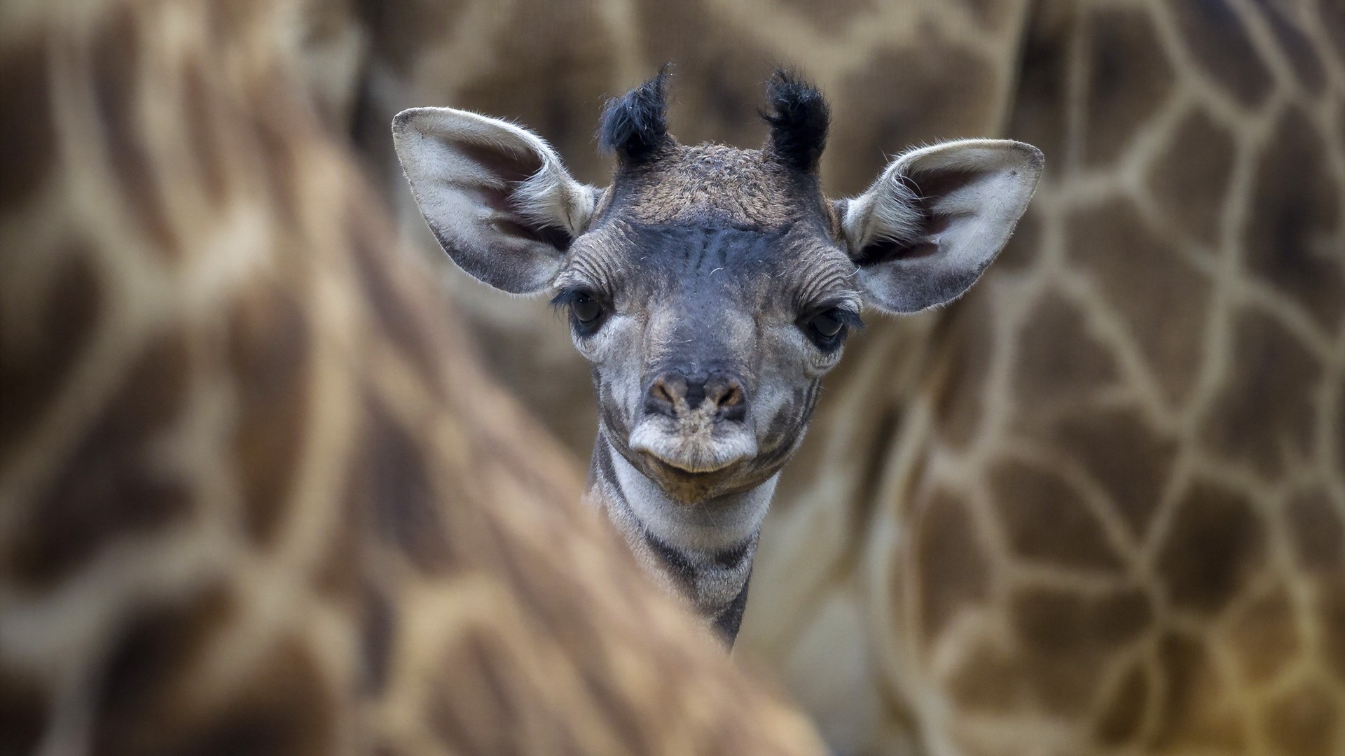 girafes nature faune mammifère animal portrait zoo sauvage mignon