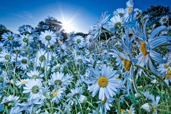 Field of daisies in summer nature