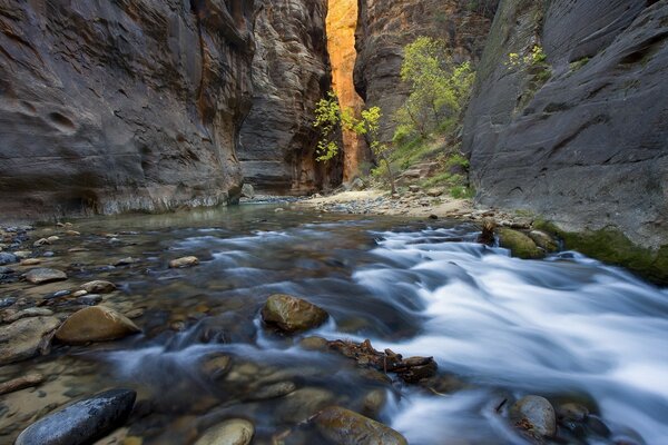 Sulla riva del fiume di montagna crescono alberi