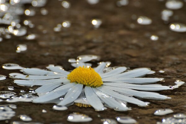 White chamomile on the water