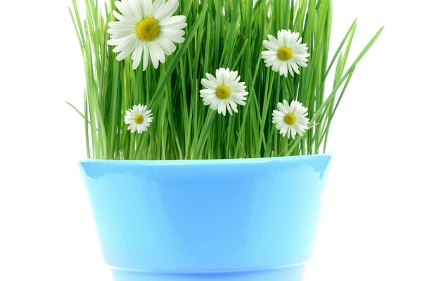 Chamomile flowers in a blue pot