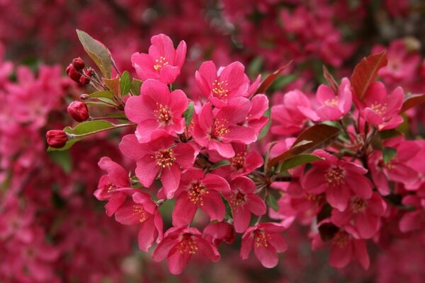 Sakura Japan blühende Natur