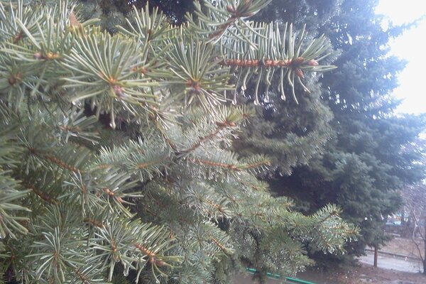 Schöne Tannenzweige am Baum