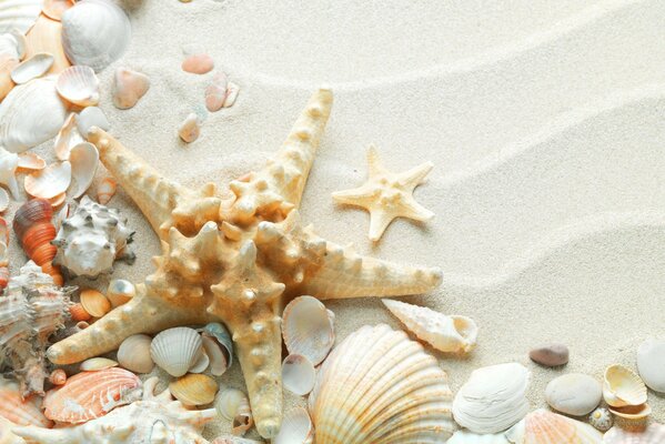 Étoile de mer et coquillages sur le sable