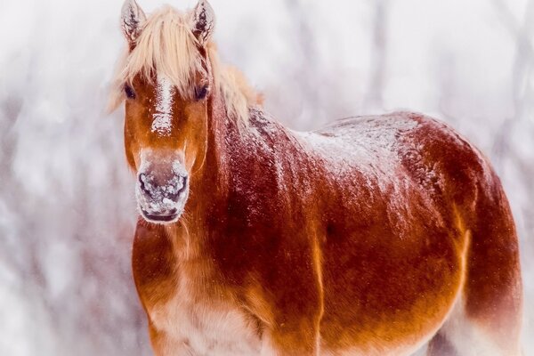 In winter, the horses sleep in the barn, they probably feel cold when outdoors