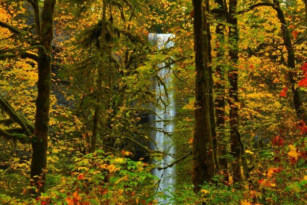 Autumn landscape with waterfall