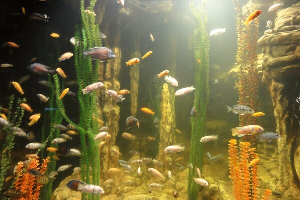 Aquarium with fish and algae