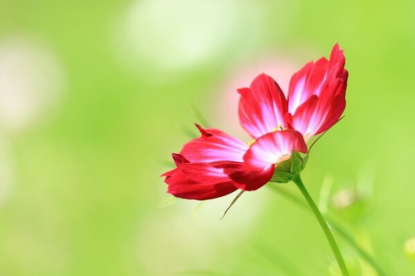 Summer meadow flower of red color