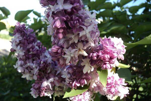 Flieder und verschiedene Blumen öffnen sich im Frühling so schön