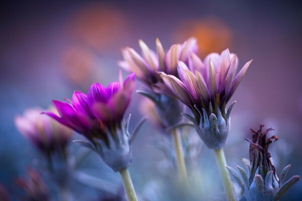 Nahaufnahme von lila Blumen auf einem violetten Hintergrund