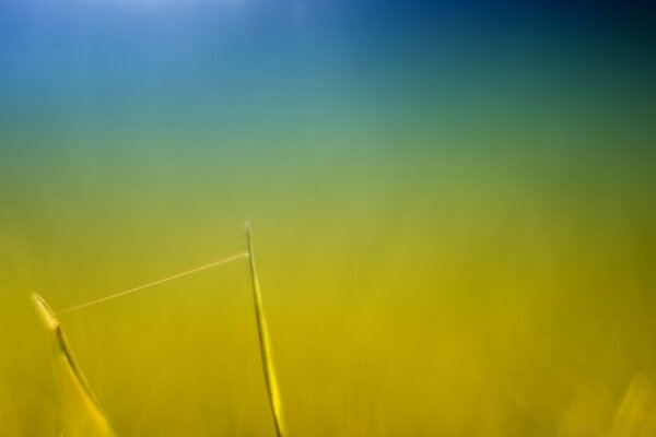 Verschwommenes Foto Abstraktion in der Natur