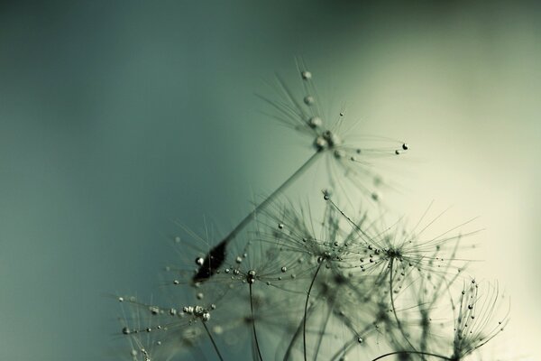 Spiders weave a web in nature