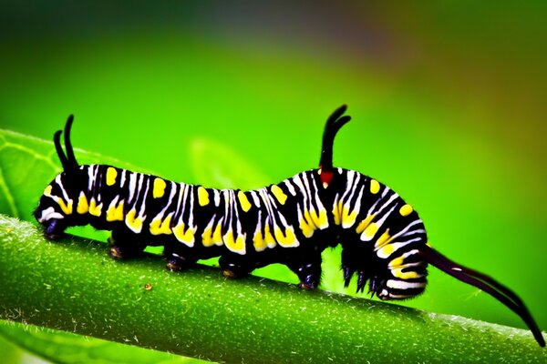 A picturesque caterpillar crawls along a branch