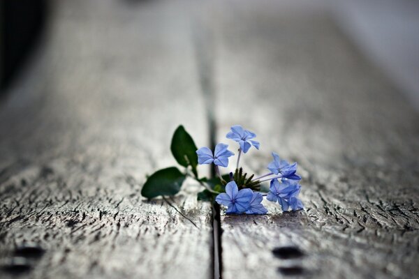 Fleur germée dans le tableau de miracle