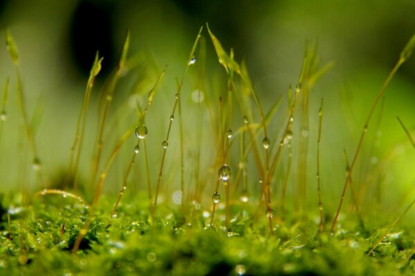 草和苔藓的宏观摄影。 夏季自然