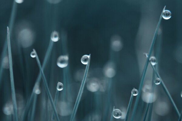 Gouttes sur l herbe après la pluie