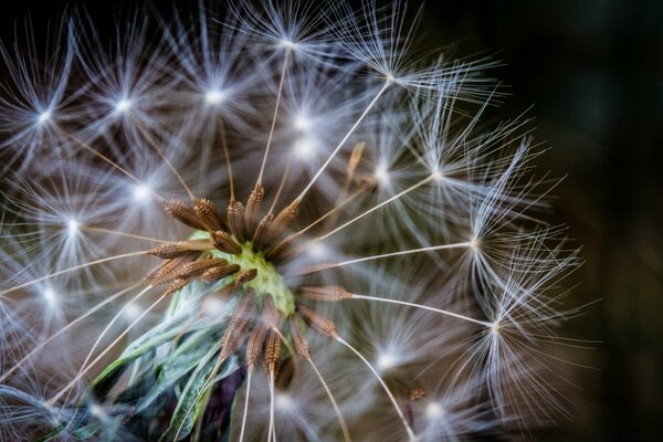 Semillas de diente de León brillantes bajo fotografía macro