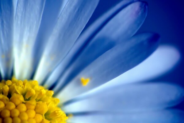 Macro. Fleur bleue. Gradient. Flore