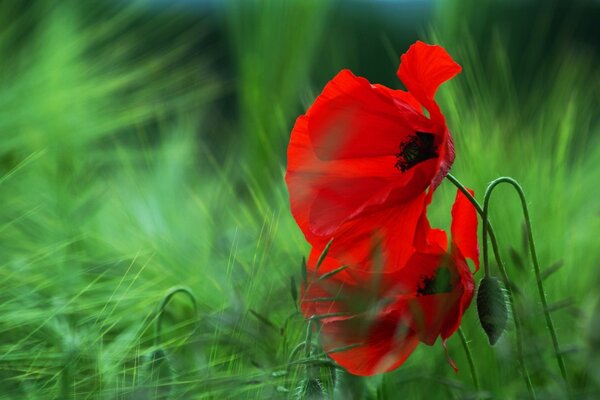 Red poppies on a green background