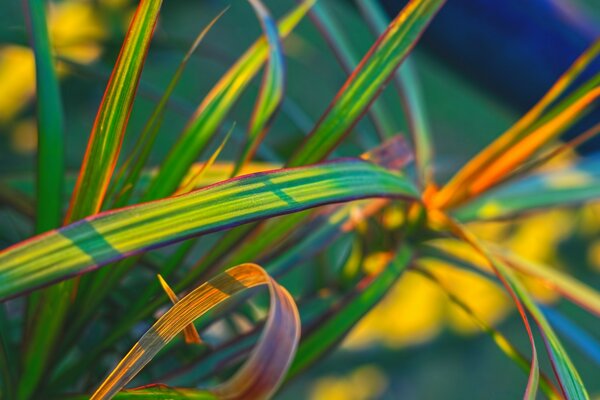 A tropical plant with thin leaves under the rays of the sun