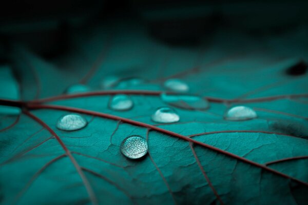 Macro photography of raindrops on a sheet