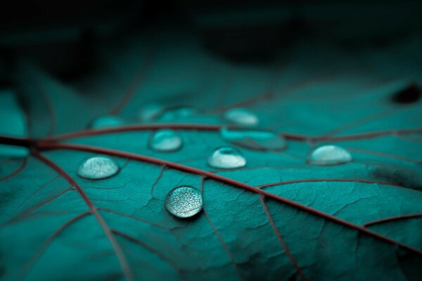 Yaprak üzerindeki yağmur damlacıklarının makro fotoğrafçılığı