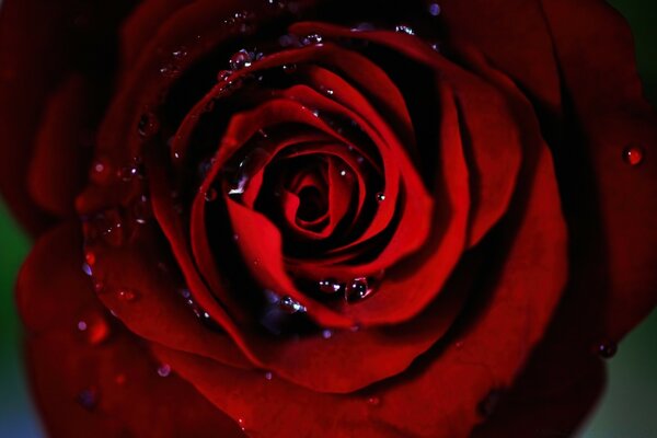 Dew on the petals of a scarlet rose