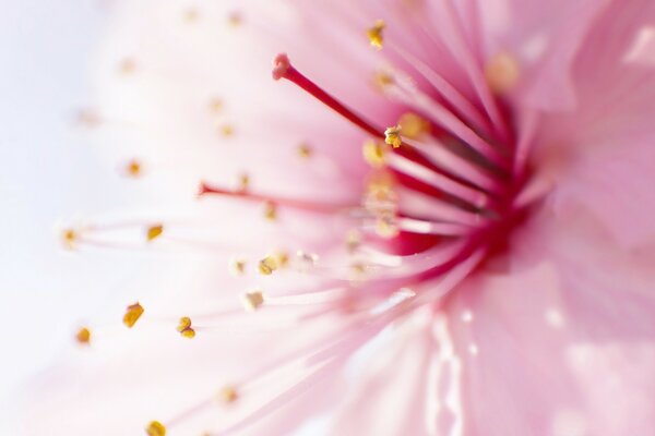 Foto vívida dos estames da flor