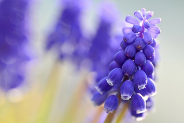 Schöne Blume mit lila Glocken