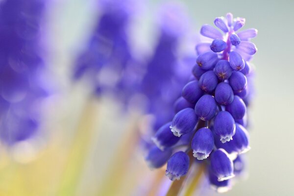 Hermosa flor con campanas púrpuras