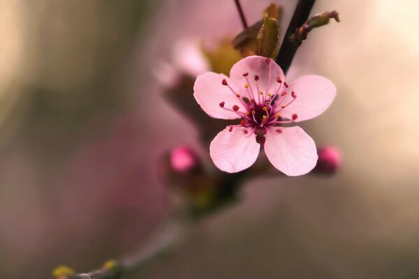 Fotografia macro. Flor Delicada rosa em um galho