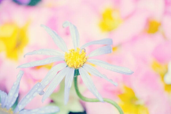 Beautiful daisy macro photography on a pink background