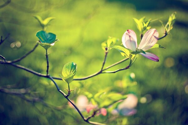 A blooming flower on the tip of a branch