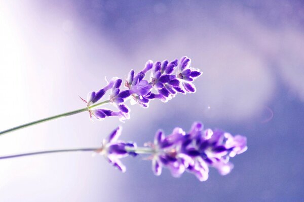 Macro. Fleurs de lavande. Fond flou