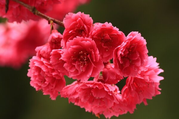 A tree branch with inflorescences of rich pink color