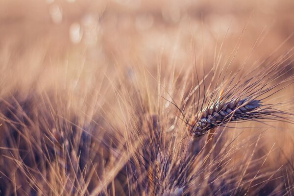 Ripe wheat in details