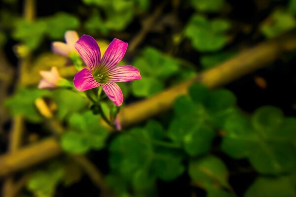 Beautiful purple flower in the garden