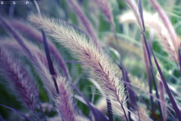 In summer there are fluffy spikelets in the field