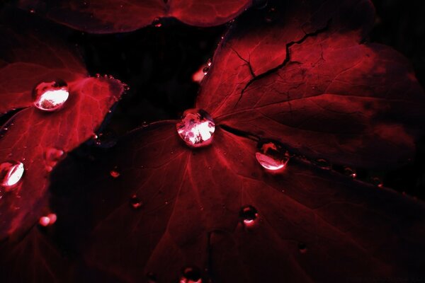 Gotas de cristal caíram em rosas