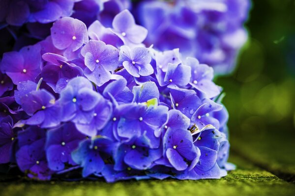 Macro shooting. Blue hydrangea. Beautiful flowers