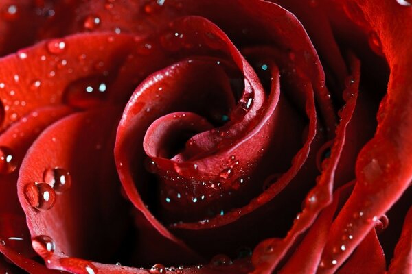 Riprese macro di una rosa rossa in gocce di rugiada