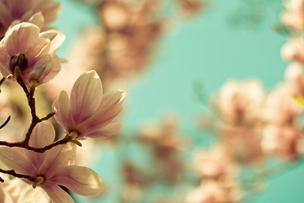 Beige flowers bloom in summer