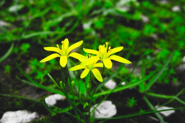 Macro photography of flowers in the field