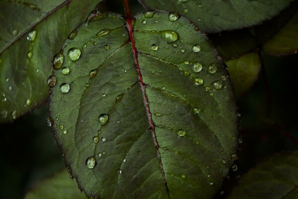 Dew droplets on the leaves of bushes