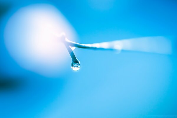 Goutte de rosée tombant de la feuille